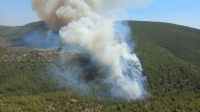 Bodrum'da orman yangını çıktı