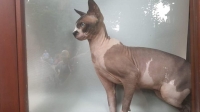Bodrum'da sanayide Sfenks kedisi bulundu 