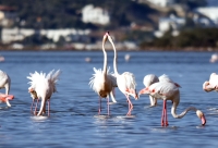 Tuzla Sulak Alanı'na flamingo akını